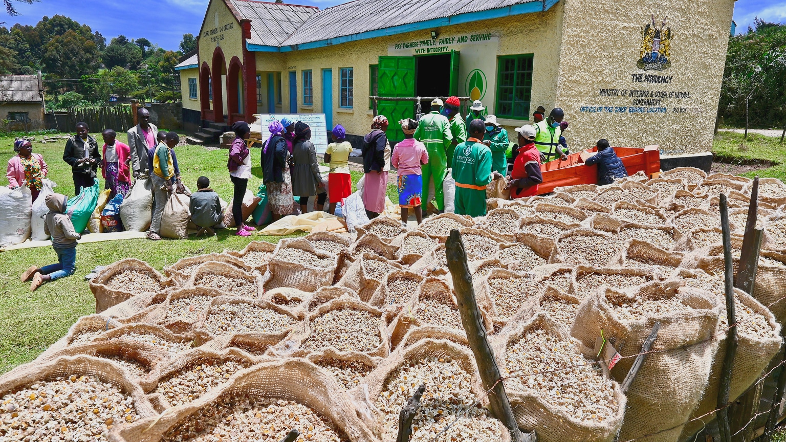 Farmers line up to sell their dried flowers during a Kentegra flower-purchase day in Naivasha, Rift Valley region.