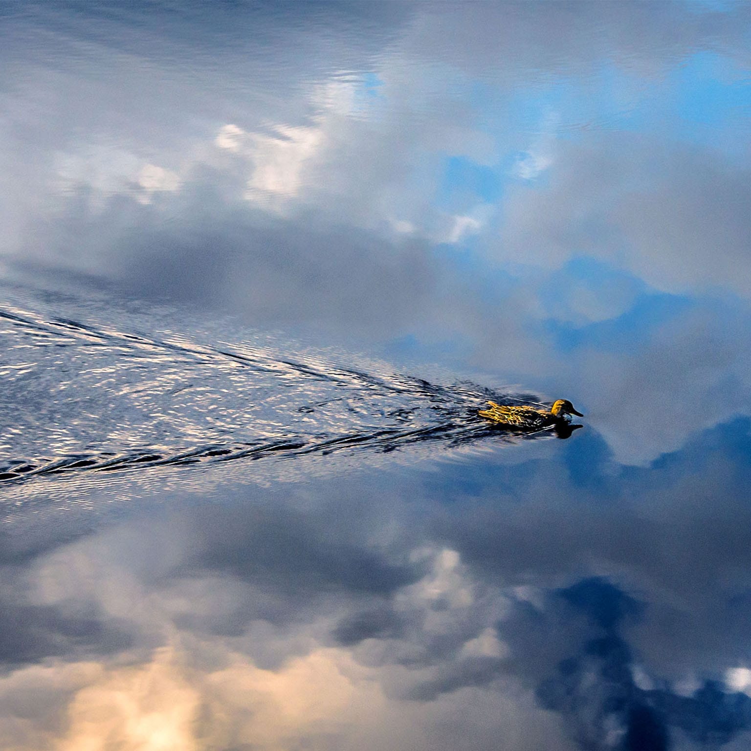 Duck swimming in still water reflecting the sky