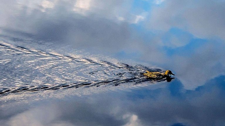 Duck swimming in still water reflecting the sky