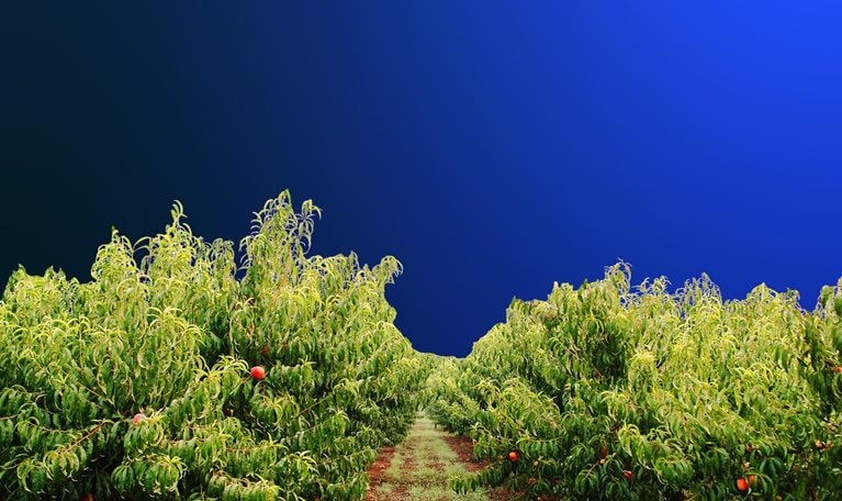 Blue sky over blooming trees