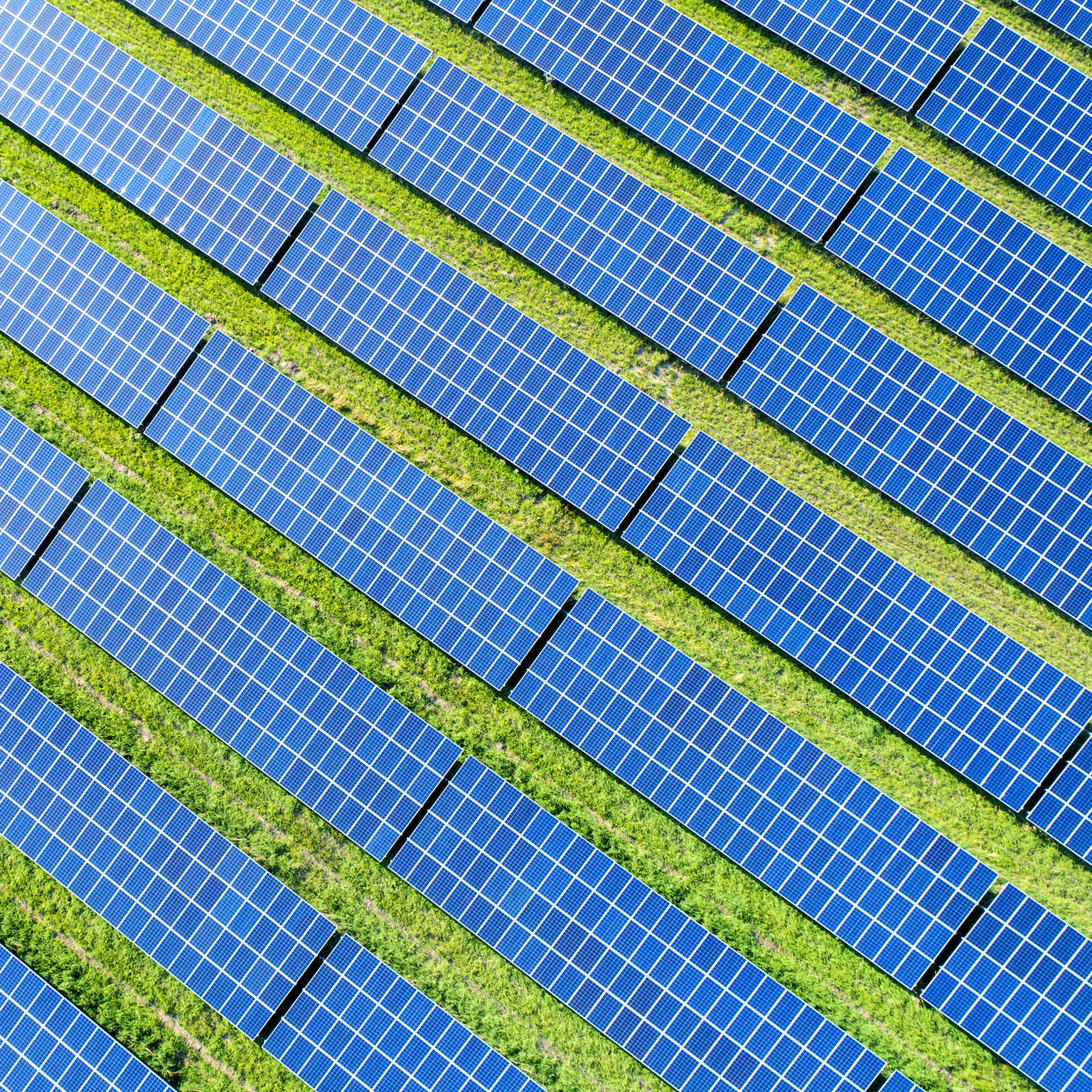 Rows of solar panels, with grass growing in between them.