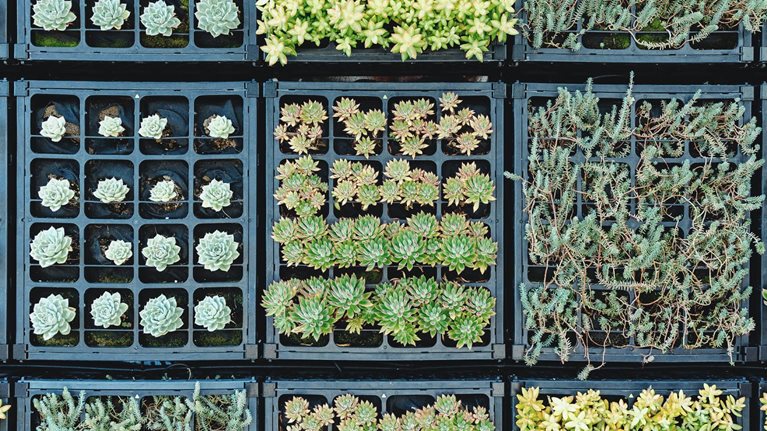 Variety of succulents growing on the wall.