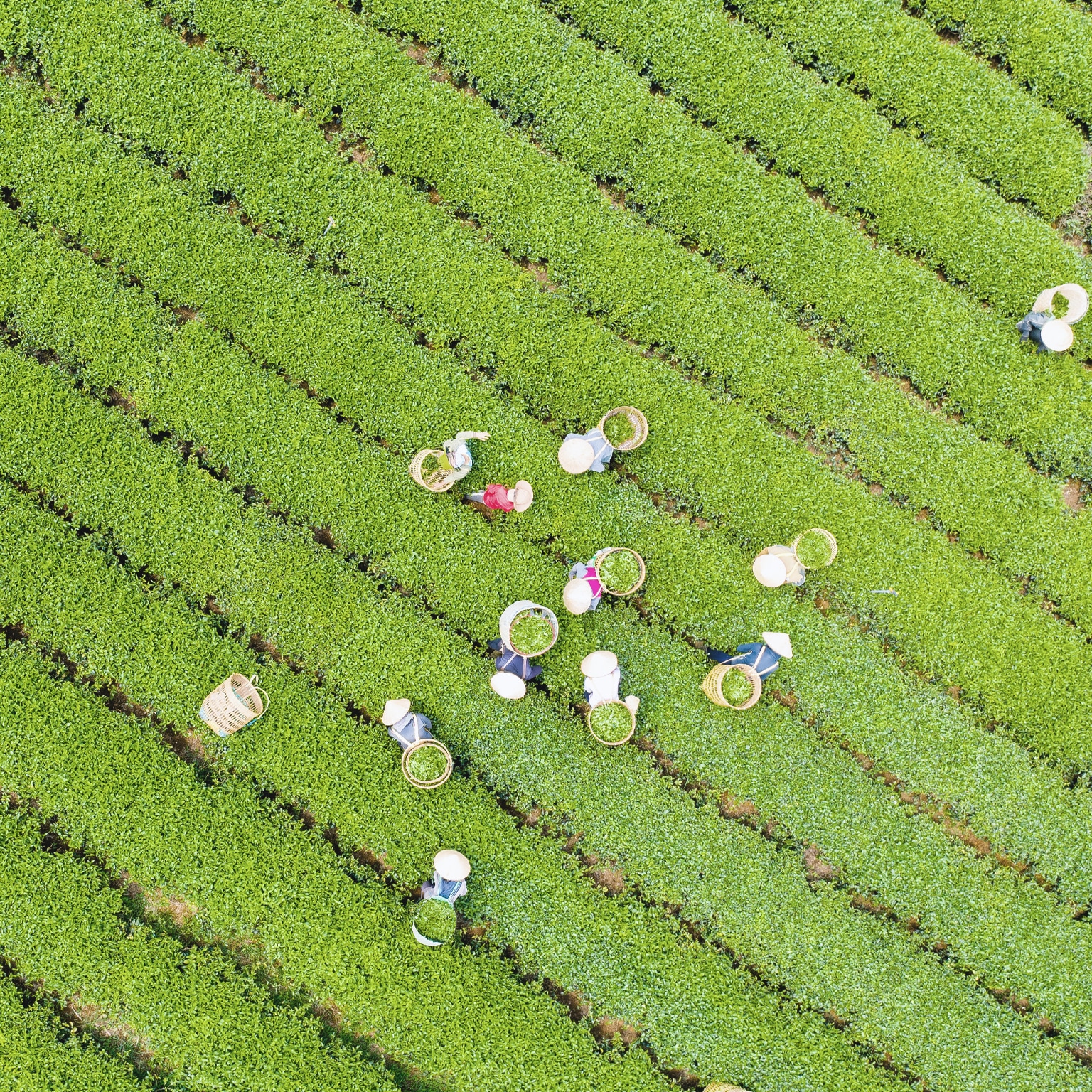 Tea farmers harvesting at a Bao Loc