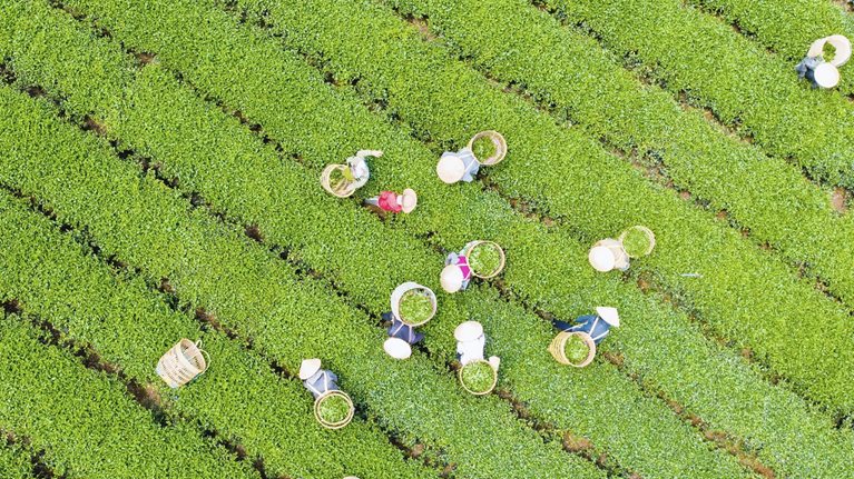 Tea farmers harvesting at a Bao Loc