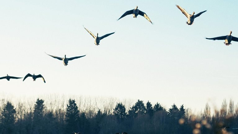 Silhouette of birds flying over lake against sky during sunset - stock photo