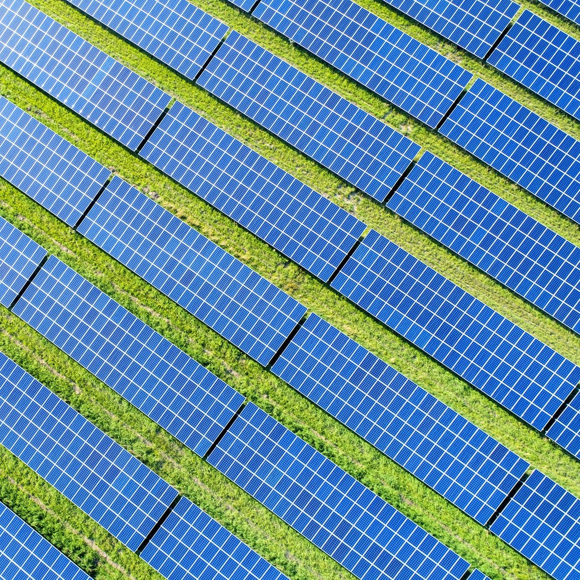 Rows of solar panels with grass growing in between them.