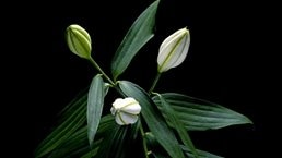 A still-life photograph of unopened lilies set against a black background.