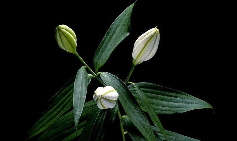 A still-life photograph of unopened lilies set against a black background.