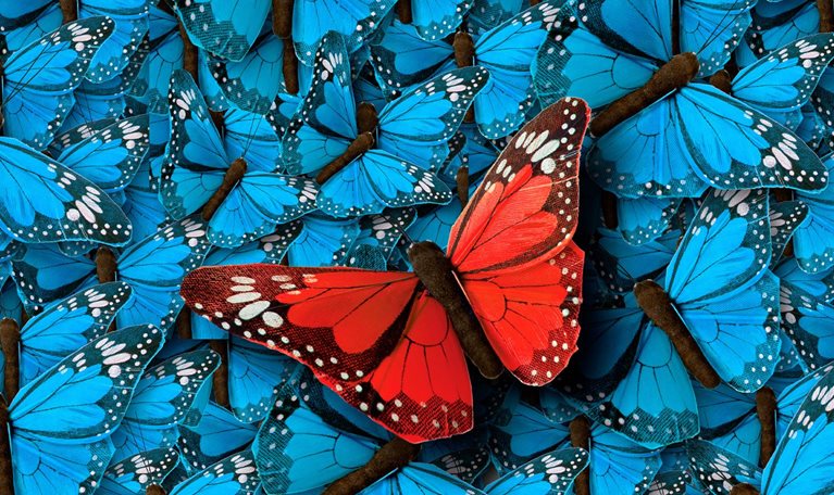 A single, vibrant red butterfly stands out among a multitude of bright blue butterflies.