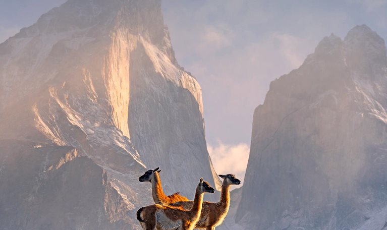 Three wild llamas staging on rocky grass lands against a white rocky hill background, with the sunlight falling on them.