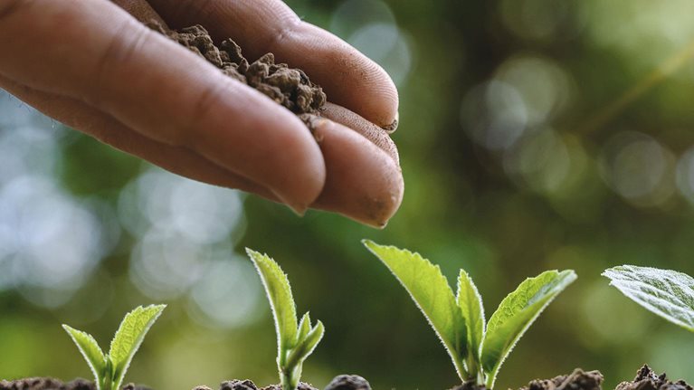 Hand planting sprout in soil