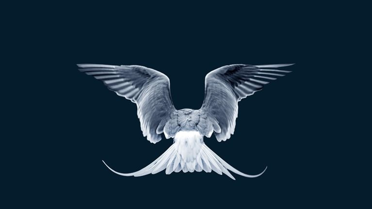 A close-up image captures the back of a gray and white tern in flight against a dark blue backdrop. The bird's wings are outstretched, with the ends of its long tail feathers turning upward as they catch the air.