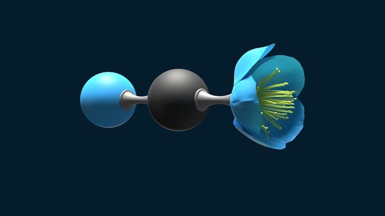 An animation of a spinning carbon dioxide molecule: a gray sphere, representing a carbon atom, sits between two blue spheres, representing oxygen atoms. As the molecule rotates, one of the blue spheres transforms into a flower, whose petals have opened to reveal the flower’s filaments inside. As the molecule continues to spin, the flower closes to form a sphere again.