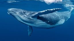 A humpback whale near the ocean surface