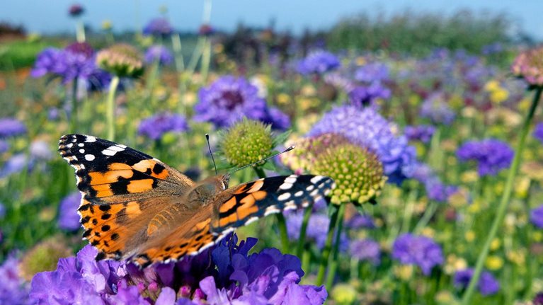 Monarch butterfly on top of a blue Scabiosa flower. - stock photo